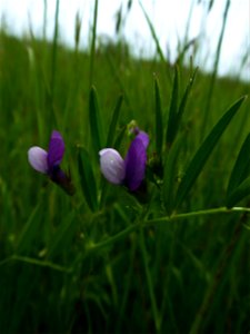 Vicia bithynica (L.) L., 1759