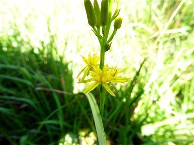 Narthecium ossifragum (L.) Huds., 1762