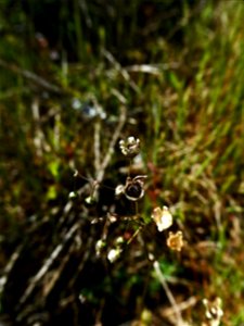 Spergula morisonii Boreau, 1847
