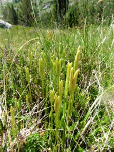 Lycopodium clavatum L., 1753