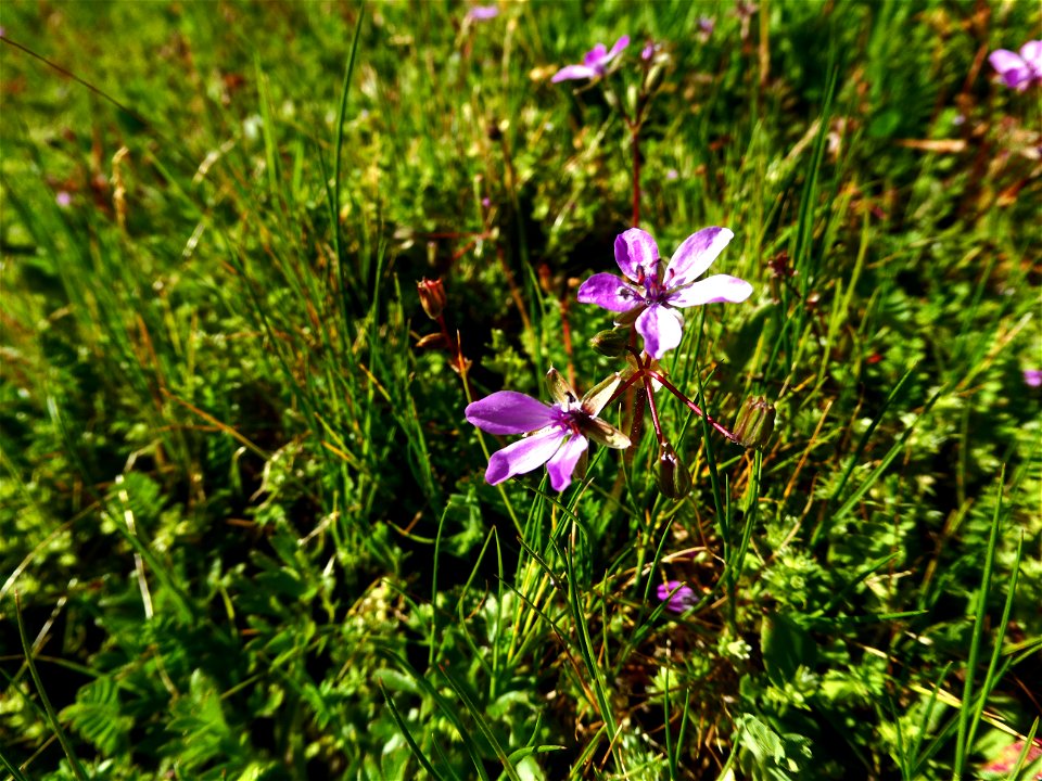 Erodium cicutarium (L.) L'Hér., 1789