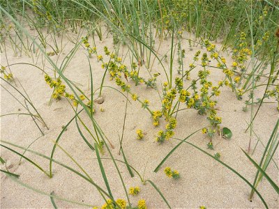 Galium arenarium Loisel., 1806