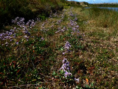 Limonium auriculae-ursifolium (Pourr.) Druce, 1928