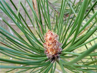 Pinus pinaster Aiton, 1789