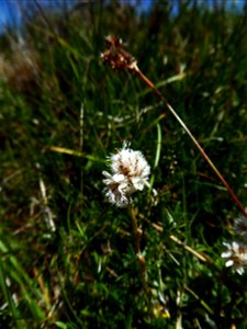 Antennaria dioica (L.) Gaertn., 1791