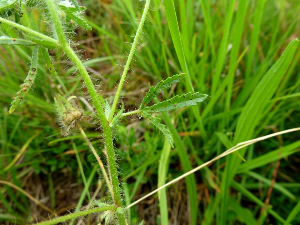 Malva setigera Spenn., 1829