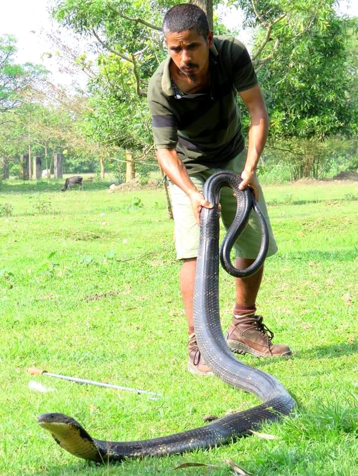 Manoj Gogoi with king cobra