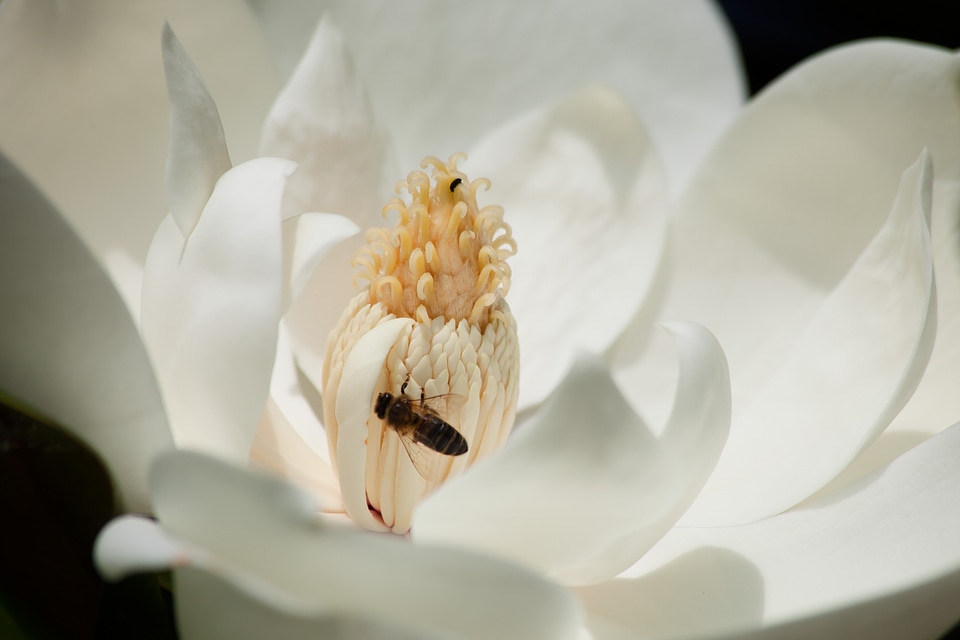 White bee insect photo