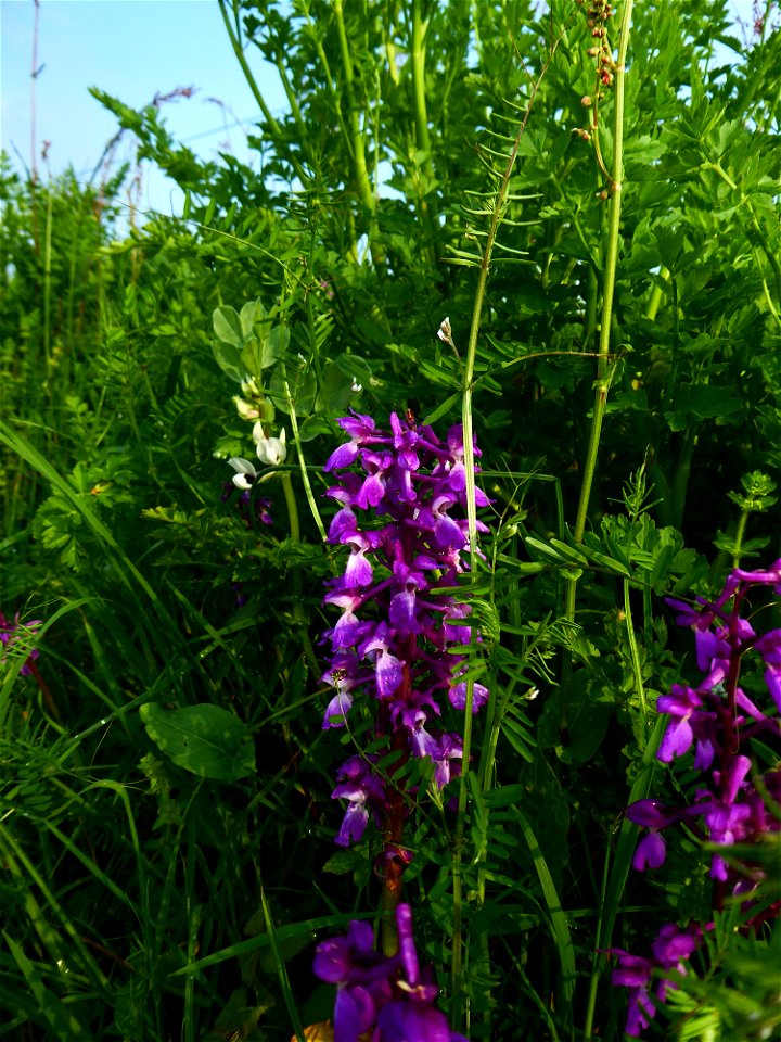 Orchis mascula (L.) L., 1755