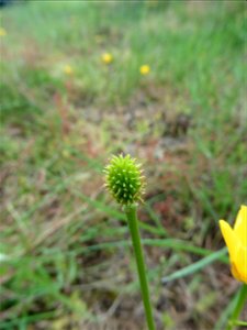 Ranunculus paludosus Poir., 1789