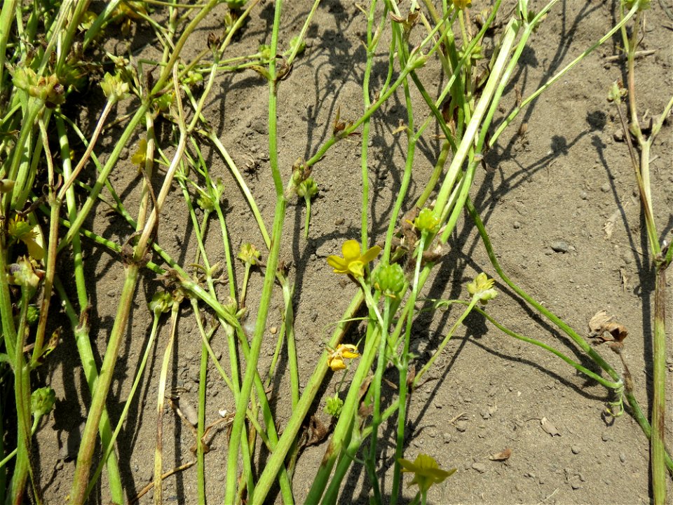 Ranunculus sardous Crantz, 1763
