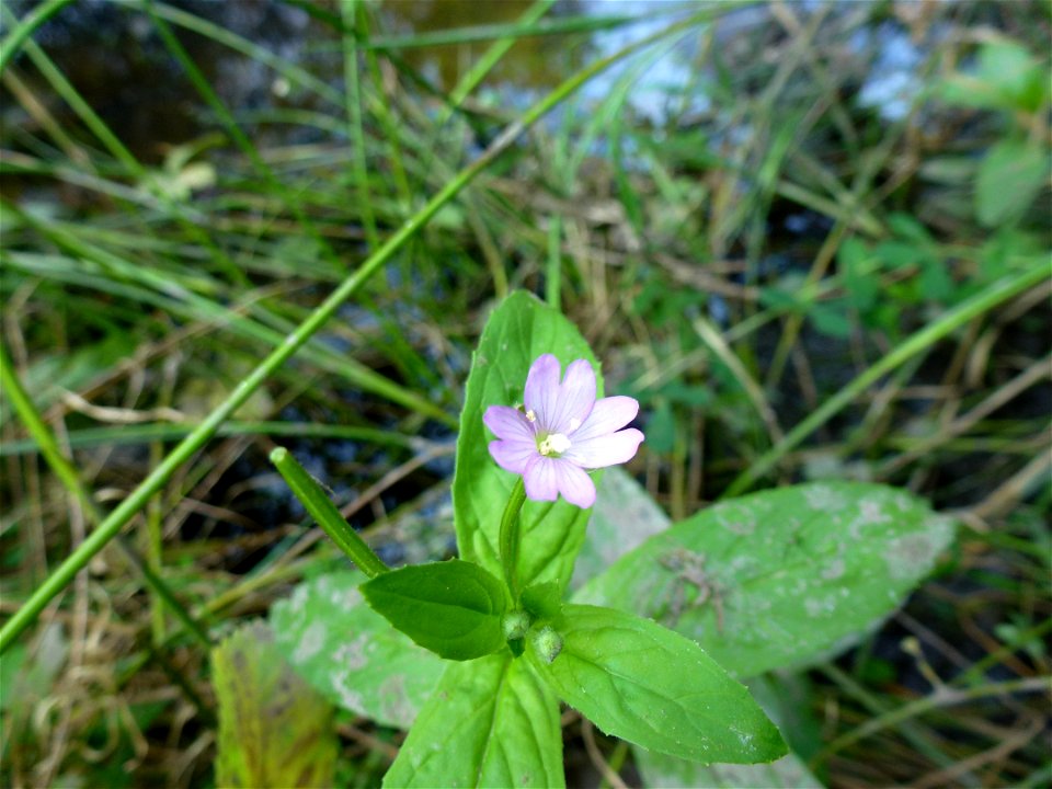 Epilobium montanum L., 1753