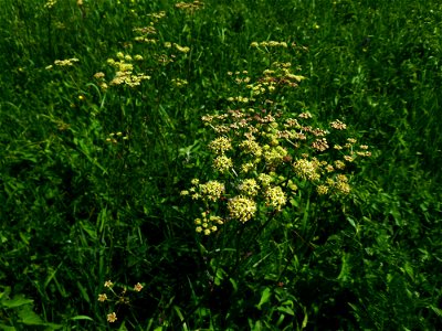 Silaum silaus (L.) Schinz & Thell., 1915