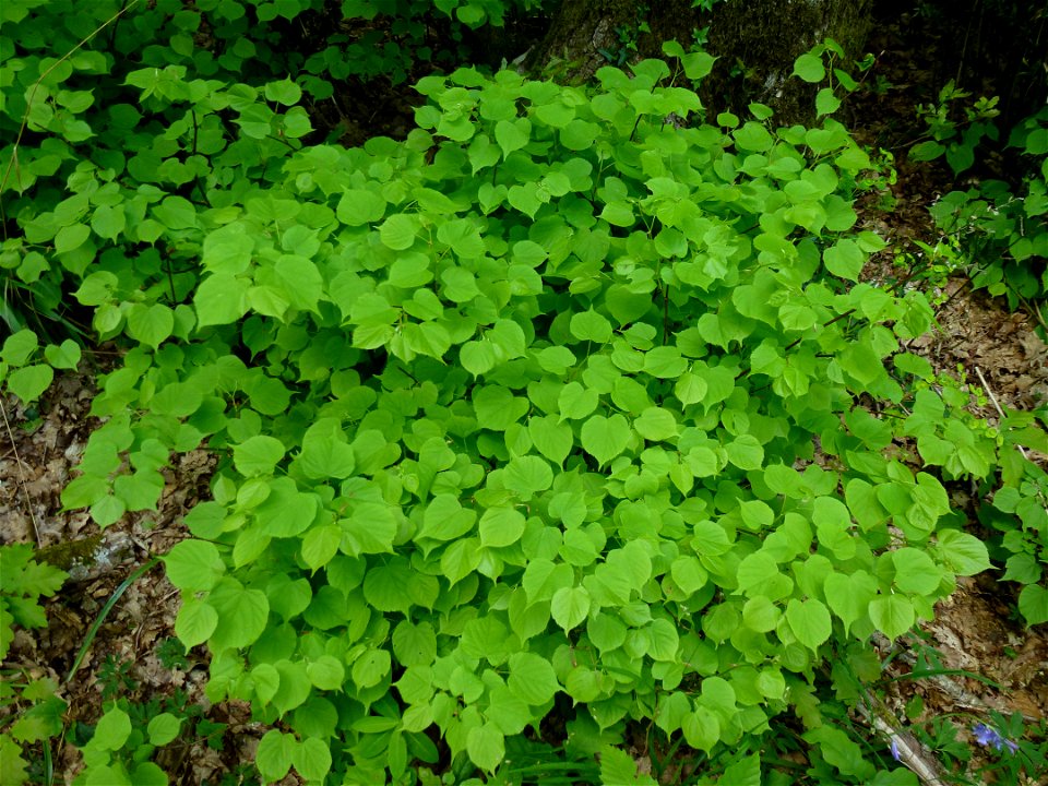 Tilia cordata Mill., 1768