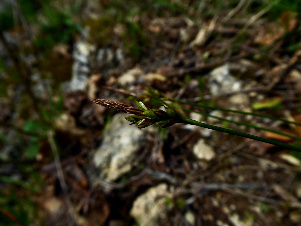 Carex halleriana Asso, 1779
