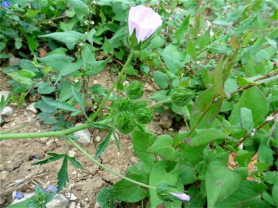 Malva setigera Spenn., 1829