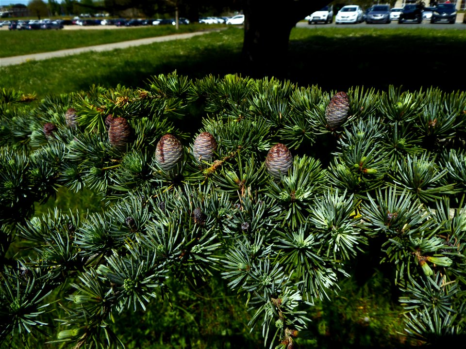 Cedrus atlantica (Manetti ex Endl.) Carrière, 1855