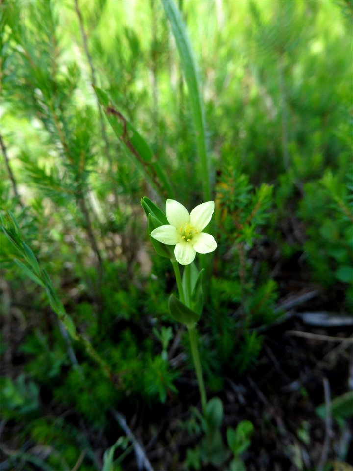 Centaurium maritimum (L.) Fritsch, 1907