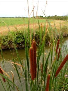 Typha angustifolia L., 1753