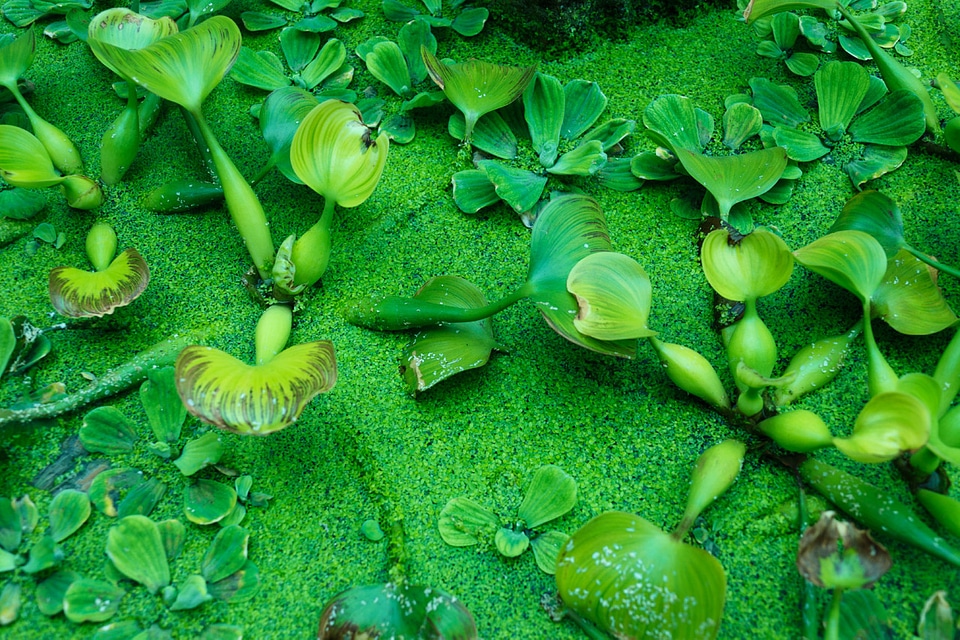 Green water plants Wallpaper