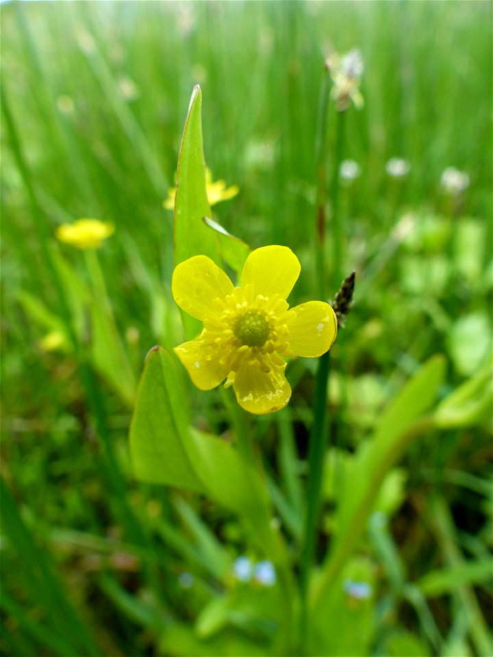 Ranunculus ophioglossifolius Vill., 1789