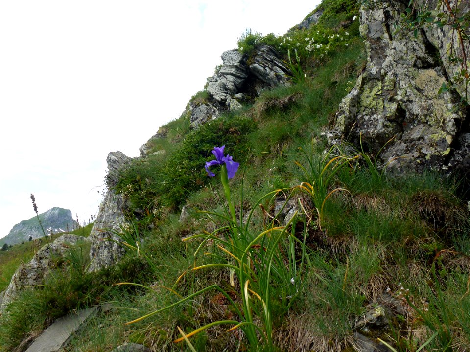 Iris latifolia (Mill.) Voss, 1895