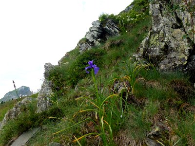Iris latifolia (Mill.) Voss, 1895