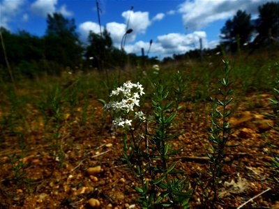 Galium boreale L., 1753