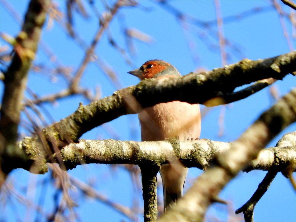 Vink