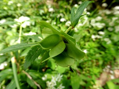 Helleborus viridis L., 1753
