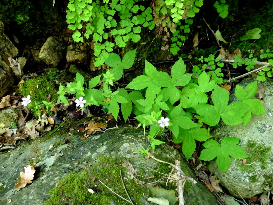 Geranium nodosum L., 1753