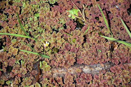 Azolla filiculoides Lam., 1783
