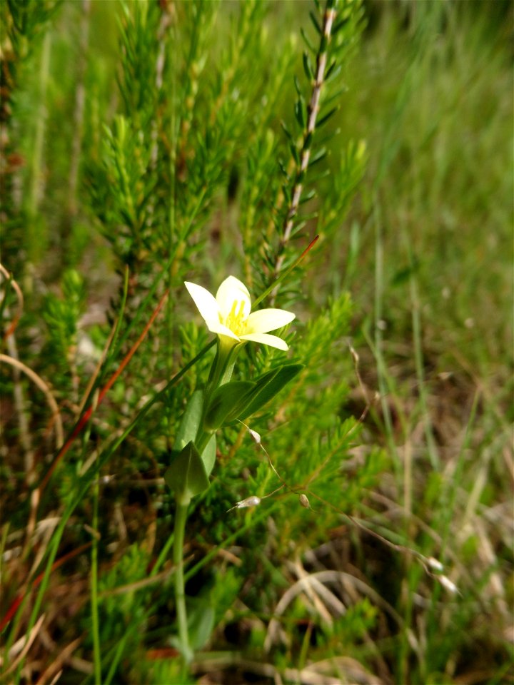 Centaurium maritimum (L.) Fritsch, 1907