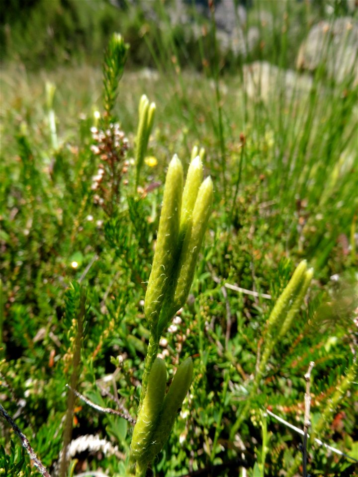 Lycopodium clavatum L., 1753