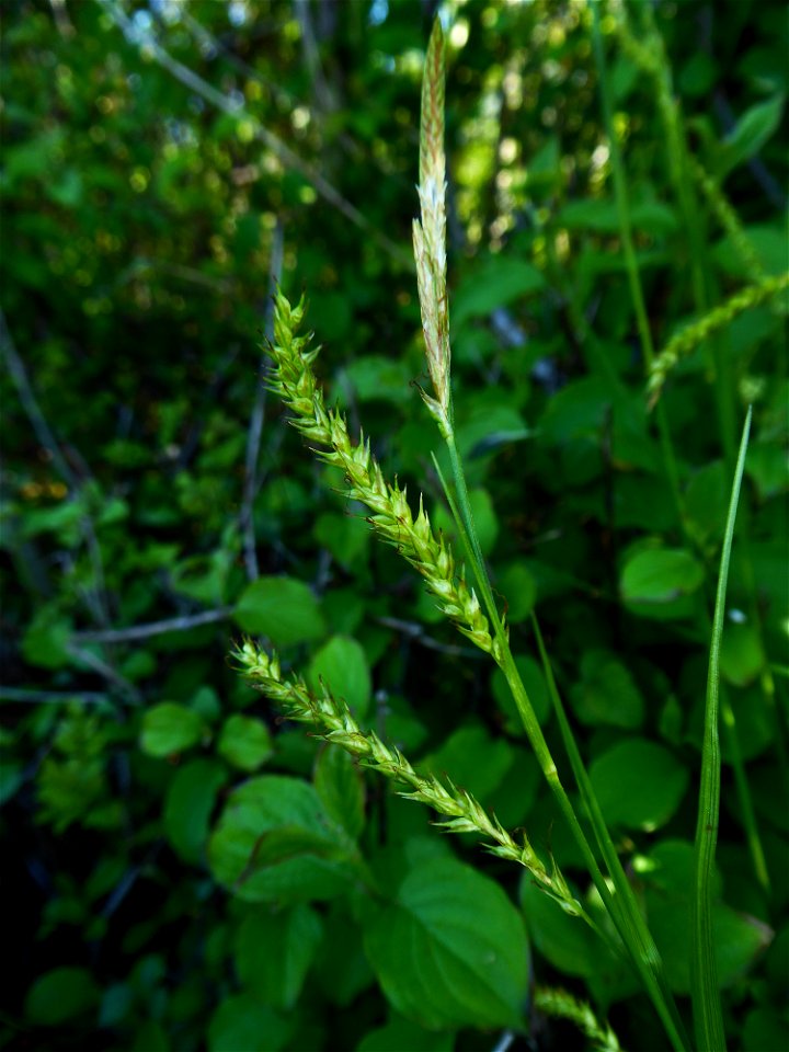 Carex sylvatica Huds., 1762