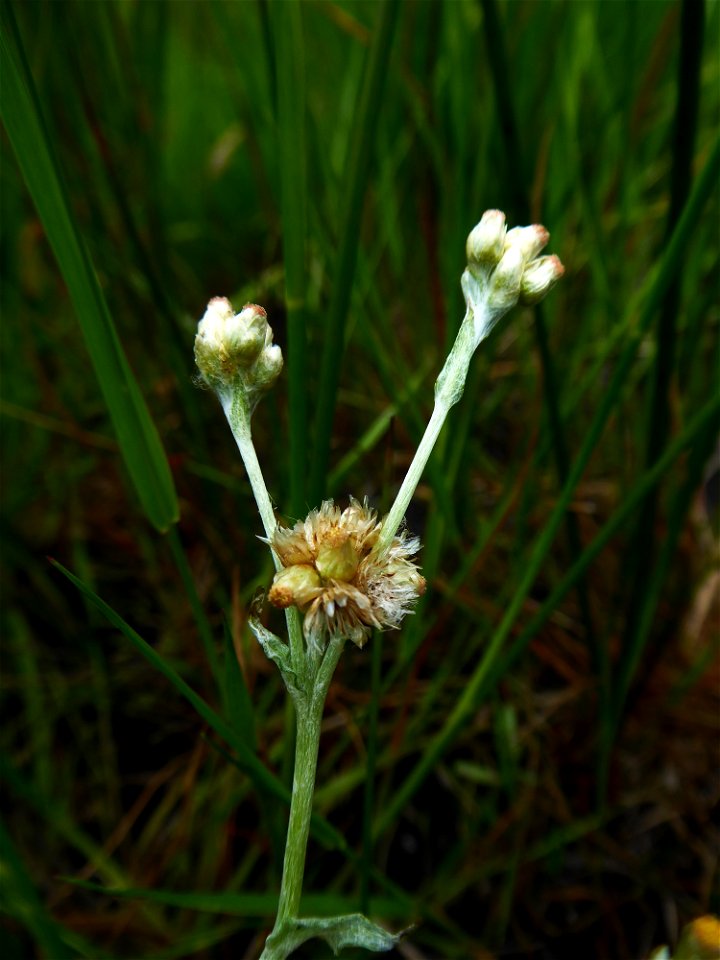 Laphangium luteoalbum (L.) Tzvelev, 1994