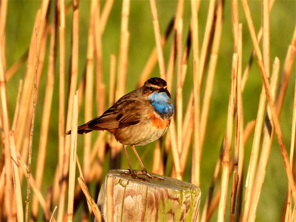 Blauwborst