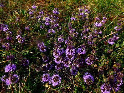 Mentha pulegium L., 1753