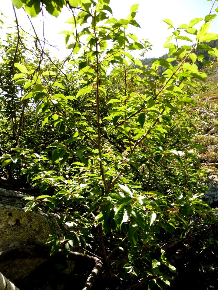 Prunus padus L., 1753