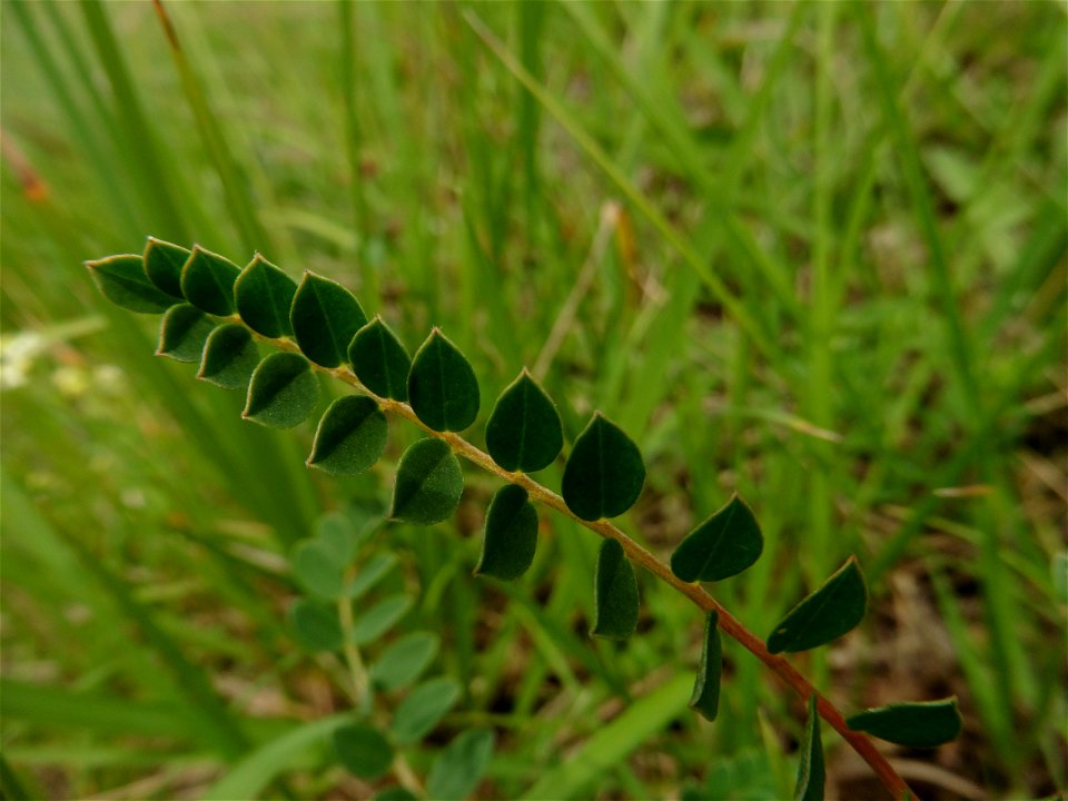 Astragalus monspessulanus L., 1753