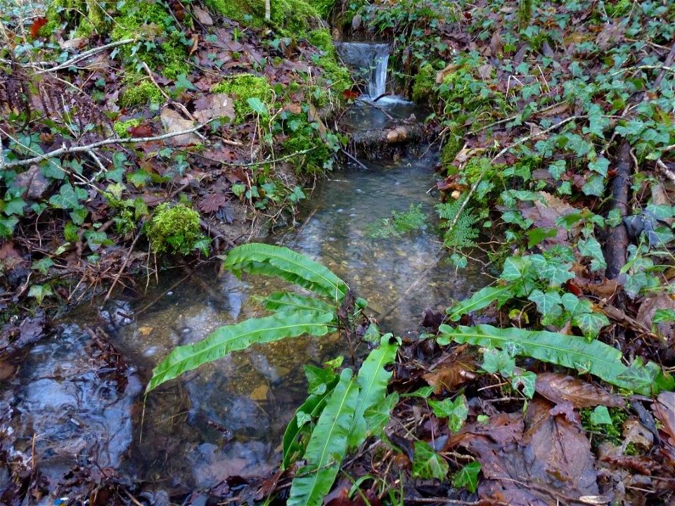 Asplenium scolopendrium L., 1753