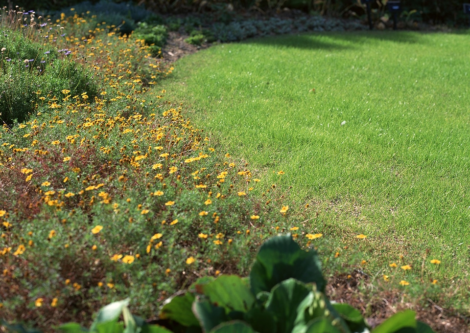 beautiful morning light in public park with green grass field photo