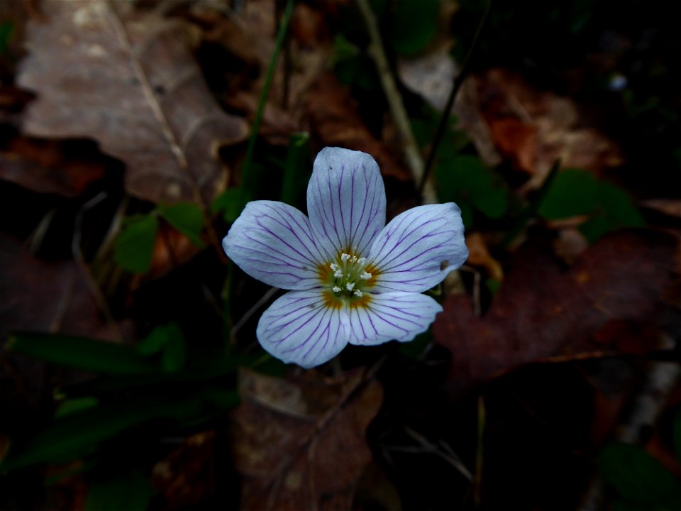 Oxalis acetosella L., 1753