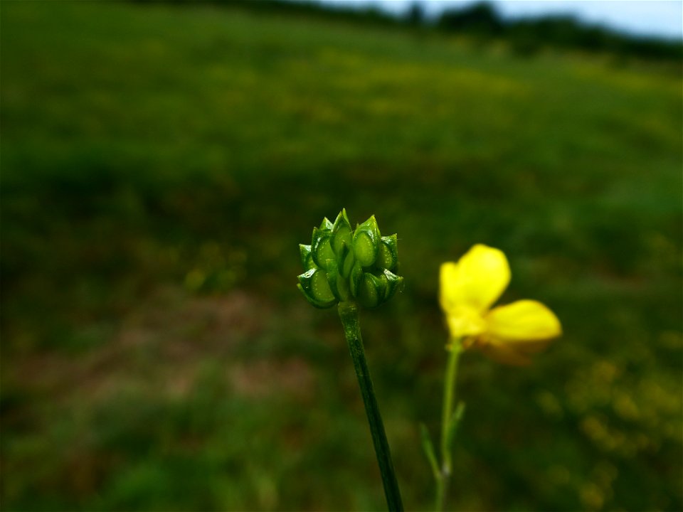 Ranunculus sardous Crantz, 1763