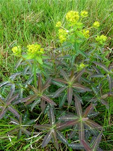 Euphorbia illirica Lam., 1788