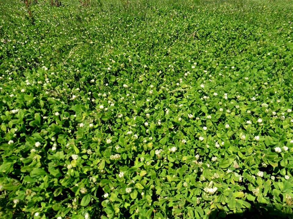 Trifolium michelianum Savi, 1798