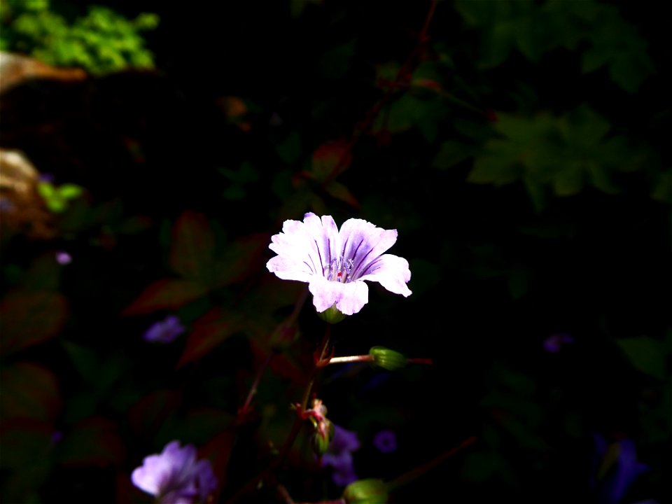 Geranium nodosum L., 1753
