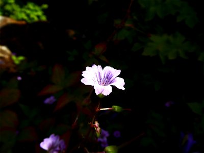 Geranium nodosum L., 1753