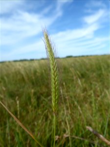 Hordeum secalinum Schreb., 1771