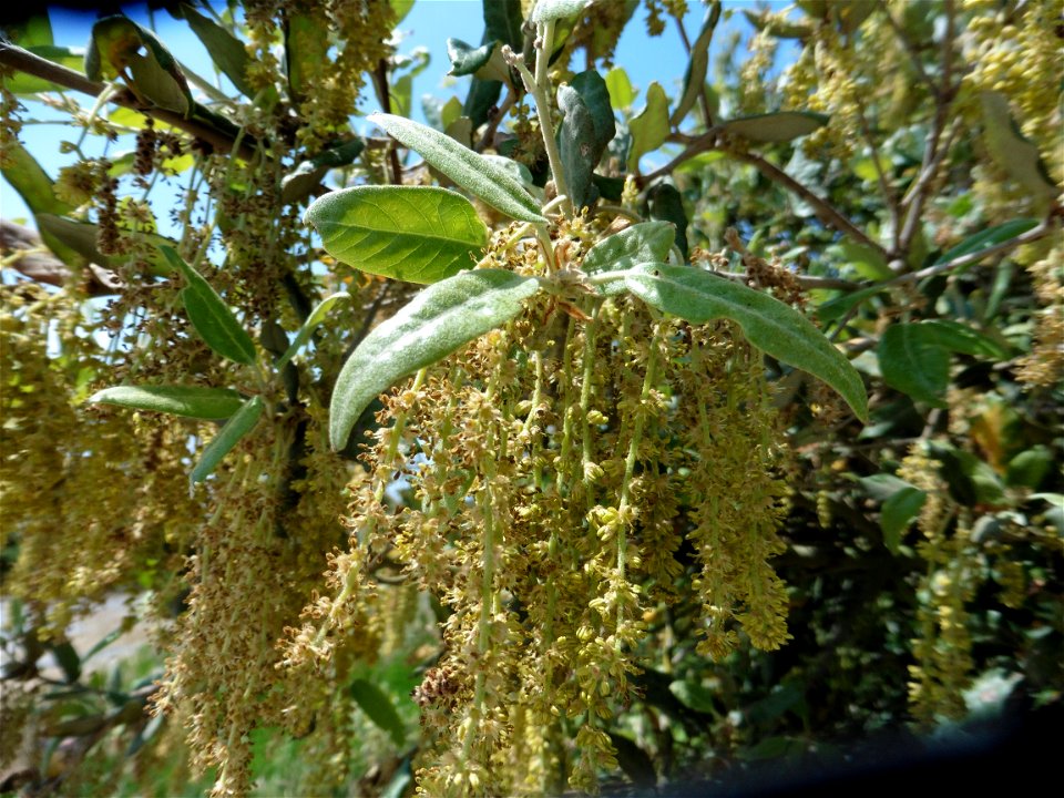 Quercus ilex L., 1753
